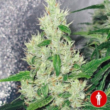 ▷ Comprar Y Griega Medical Seeds Feminizada - Grow Barato