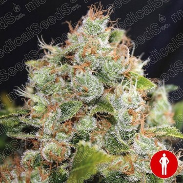 BCN Sour Diesel de Medical Seeds feminizada - Grow Barato