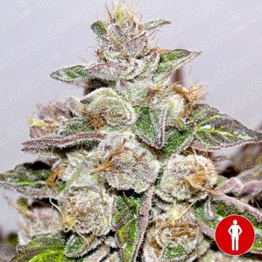 Mendocino Purple Kush de Medical Seeds - Grow Barato