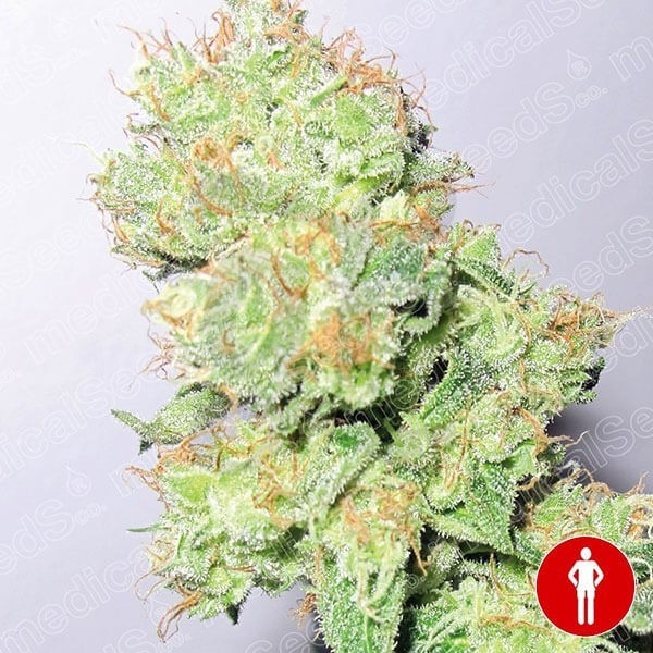 Y Griega CBD planta de marihuana