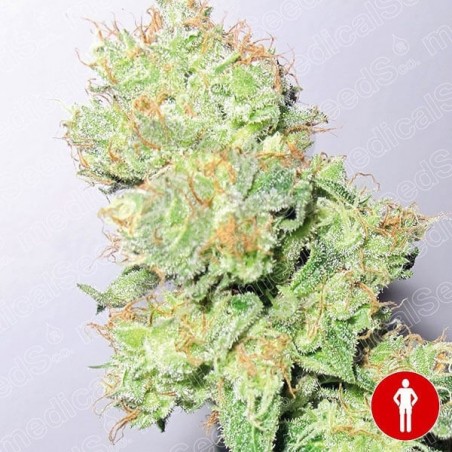 Y Griega CBD planta de marihuana Y Griega CBD planta de marihuana