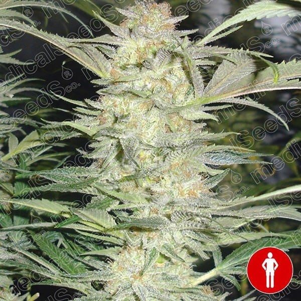 White Widow de Medical Seeds feminizada - Grow Barato