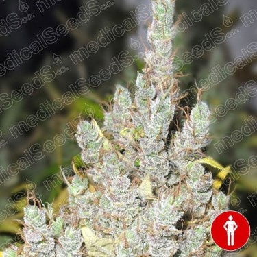 2046 de Medical Seeds semillas feminizadas - Grow Barato