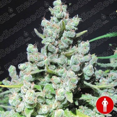 Malakoff de Medical Seeds feminizada - Grow Barato