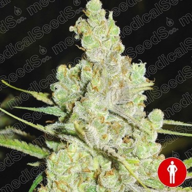 1024 de Medical Seeds semillas feminizadas - Grow Barato