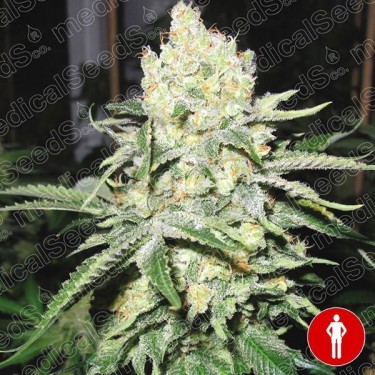 No Name de Medical Seeds feminizada - Grow Barato