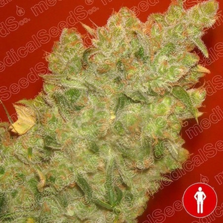 Jack the Mota of Medical Seeds feminized - Crescer Barato Jack the Mota of Medical Seeds feminized - Crescer Barato