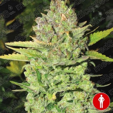 Devil Fruit de Medical Seeds feminizada - Grow Barato