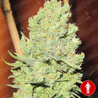 Channel + semilla feminizada de Medical Seeds - Grow Barato