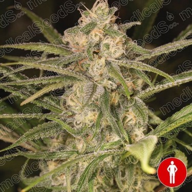 No Name Auto de Medical Seeds 100% feminizada - Grow Barato