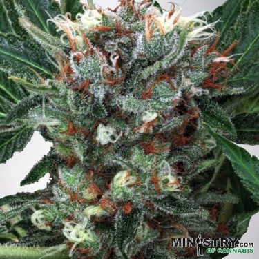 Zensation de Ministry of Cannabis feminizada - Grow Barato