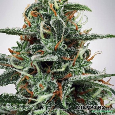 White Widow de Ministry of Cannabis - Grow Barato