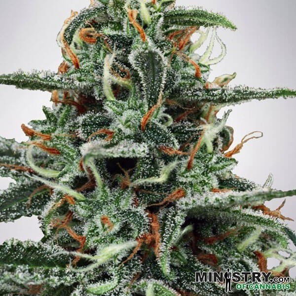 White Widow de Ministry of Cannabis - Grow Barato