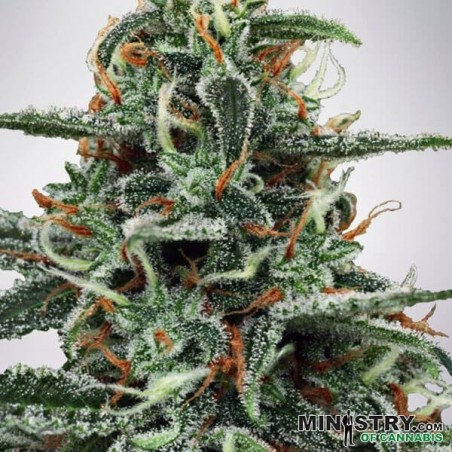 White Widow de Ministry of Cannabis - Grow Barato White Widow de Ministry of Cannabis - Grow Barato