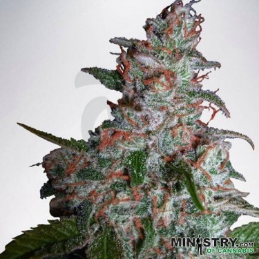 Northern Lights Moc cannabis plant
