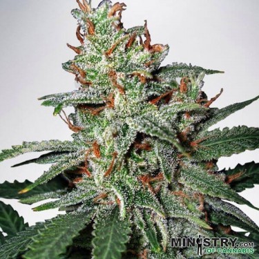 Carnival de Ministry of Cannabis feminizada - Grow Barato