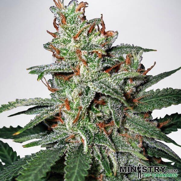 Carnival de Ministry of Cannabis feminizada - Grow Barato
