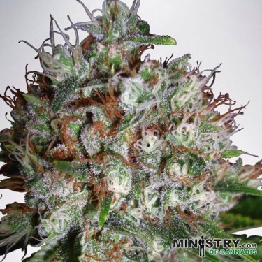 Big Bud XXL de Ministry of Cannabis - Grow Barato