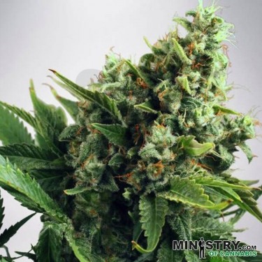 Auto White Widow