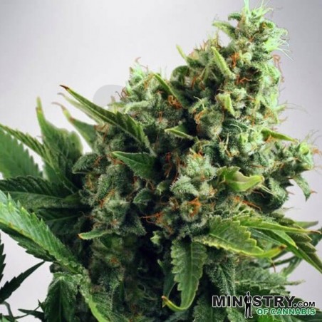 Auto White Widow Auto White Widow