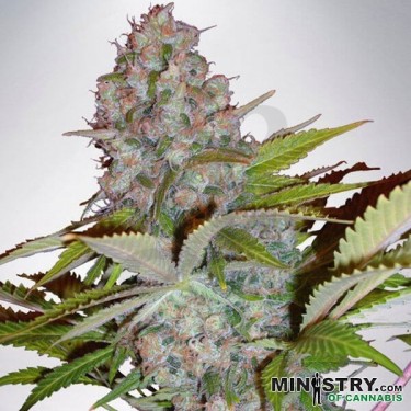 Chesse NL Auto de Ministry of Cannabis - Grow Barato