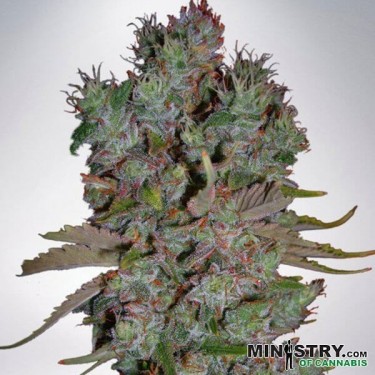 Blueberry Domina Auto Ministry Of Cannabis - Grow Barato