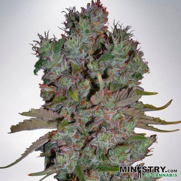 Blueberry Domina Auto Ministry Of Cannabis - Grow Barato