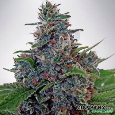 Auto Blue Amnesia de Ministry of Cannabis -GB