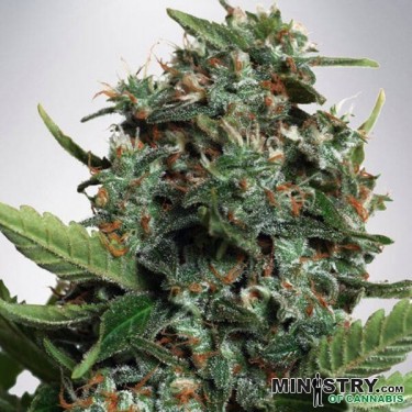 Autopilot XXL de Ministry of Cannabis - Grow Barato