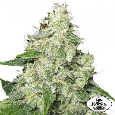 Mr. Sour-R de Mr Hide Seeds Feminizadas - Grow Barato