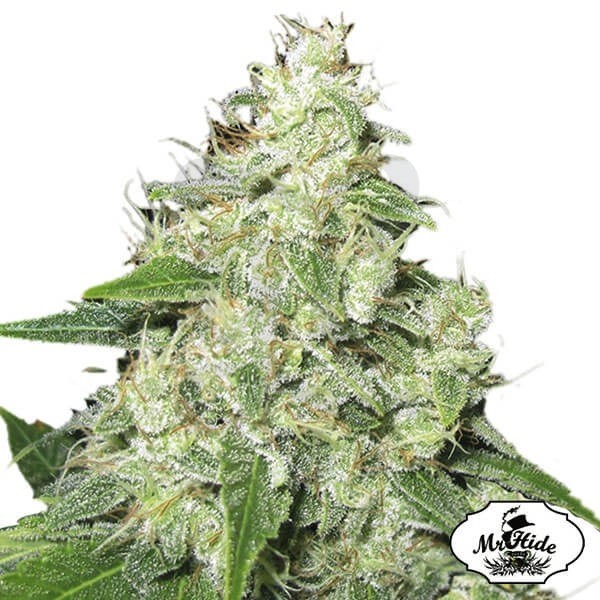Sr. Sour-R por Mr Hide Seeds Feminised - Grow Barato