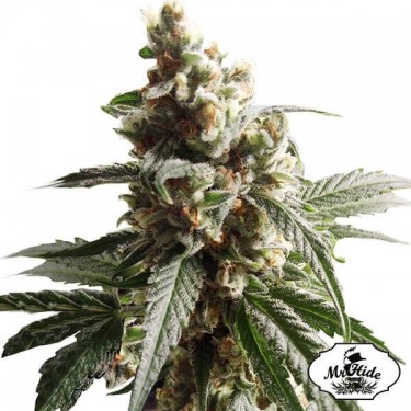 Mr. Mango Crack de Mr. Hide Seeds feminizada - Grow Barato