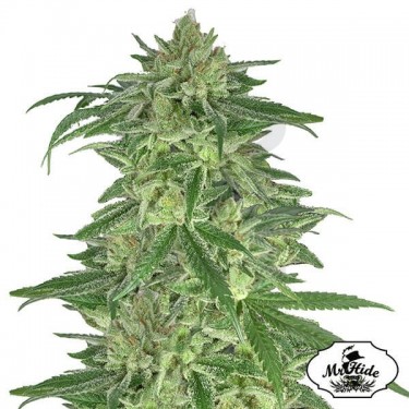 Mr. Gorilla Cream de Mr. Hide Seeds - Grow Barato