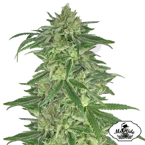 Mr. Gorilla Cream de Mr. Hide Seeds - Grow Barato