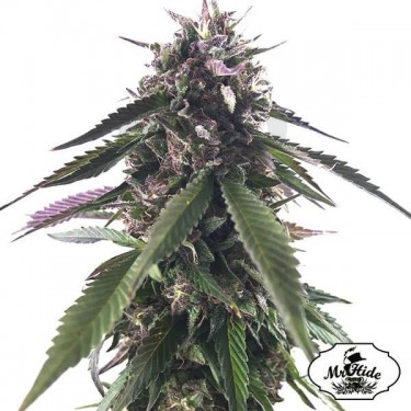 Mr. Blueberry Bud de Mr. Hide Seeds - Grow Barato