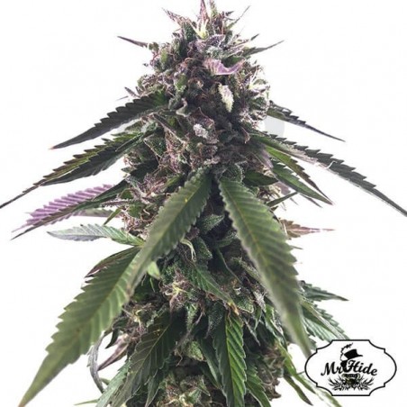 Mr. Blueberry Bud de Mr. Hide Seeds - Grow Barato Mr. Blueberry Bud de Mr. Hide Seeds - Grow Barato