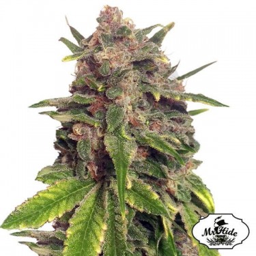 Mr. Big Candy de Mr. Hide Seeds gran sabor - Grow Barato
