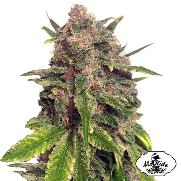 Mr. Big Candy do Sr. Hide Sementes grande sabor - Crescer Barato