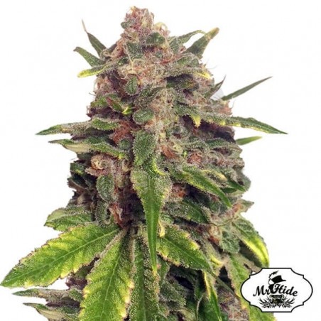 Mr. Big Candy de Mr. Hide Seeds gran sabor - Grow Barato Mr. Big Candy de Mr. Hide Seeds gran sabor - Grow Barato