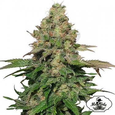 Semillas de Mr. Black Banana de Mr. Hide - Grow Barato