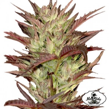 Mr. Jekyll Kush de Mr. Hide Seeds Feminizada - Grow Barato