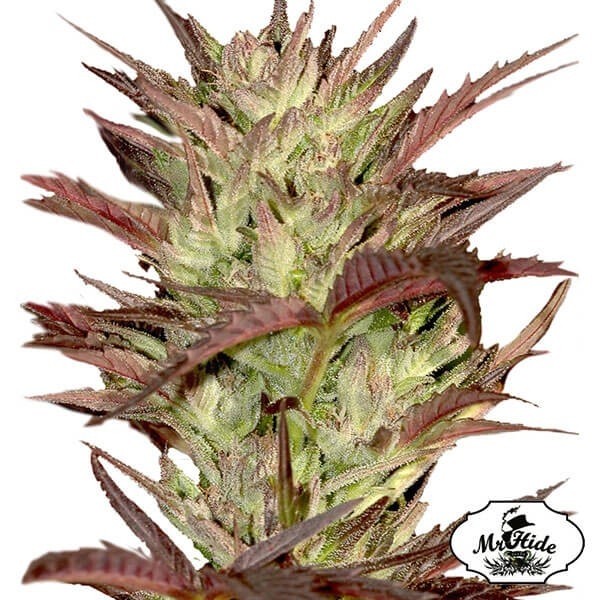 Mr. Jekyll Kush de Mr. Hide Seeds Feminizada - Grow Barato