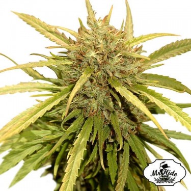 Mr. Sugar Lemon - Mr Hide - 100% feminizada - Grow Barato