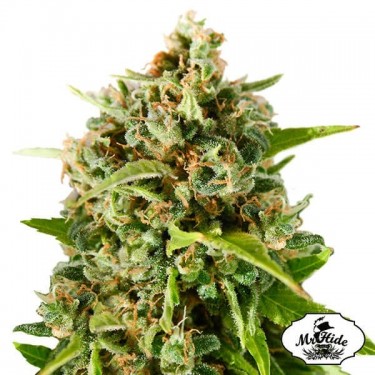 Mr. Mother Earth - Mr Hide - 100% feminizada - Grow Barato