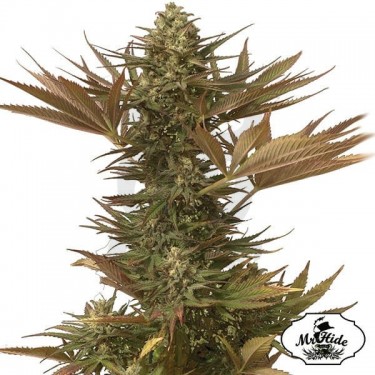 Mr. Eiden Mass - Mr Hide - 100% feminizada - Grow Barato