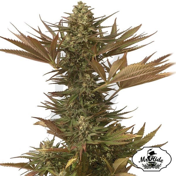 Sr. Eiden Mass - Mr Hide - 100% feminizado - Grow Barato
