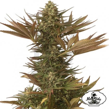 Mr. Eiden Mass - Mr Hide - 100% feminizada - Grow Barato Mr. Eiden Mass - Mr Hide - 100% feminizada - Grow Barato