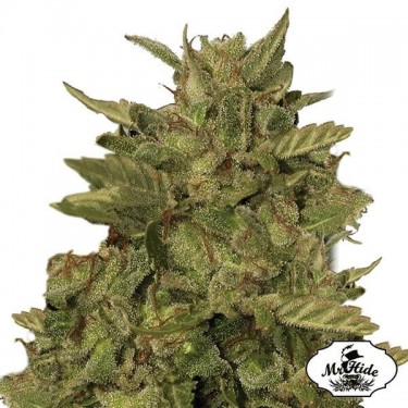 Mr California Pearl de Mr Hide Seeds - Relax - Grow Barato