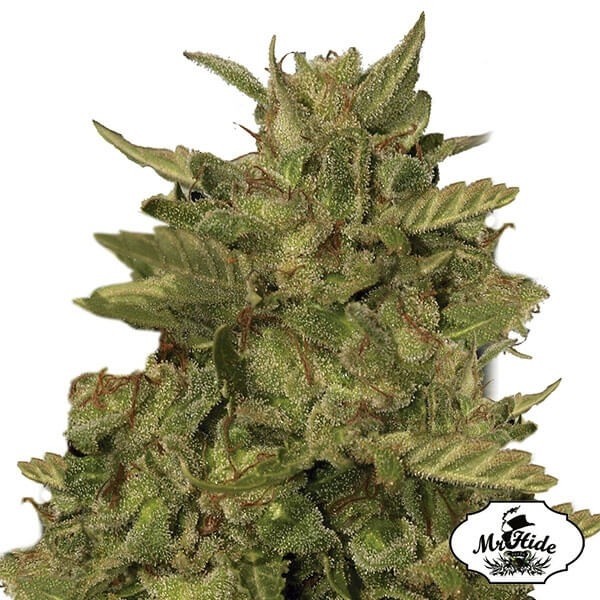 Mr California Pearl de Mr Hide Seeds - Relax - Grow Barato