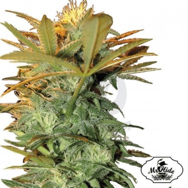 Mr. Kritical Mass - Mr Hide - 100% feminizada - Grow Barato